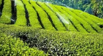 معرفی بهترین چای ایرانی