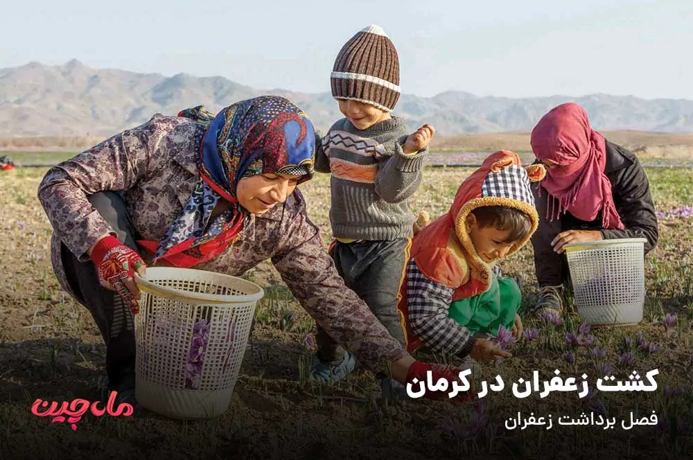 کشت زعفران در کرمان