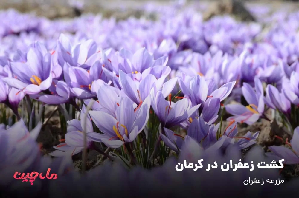 برداشت زعفران در کرمان
