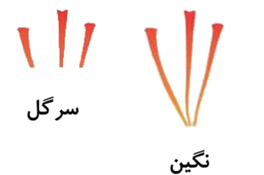 زعفران سرگل و سوپرنگین