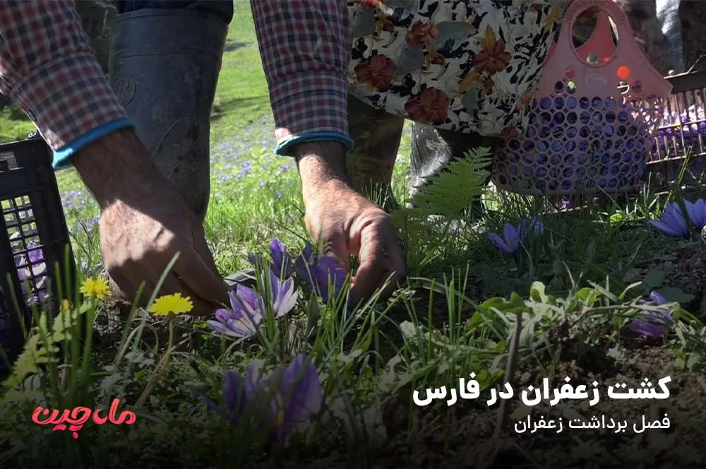 کشت زعفران در فارس