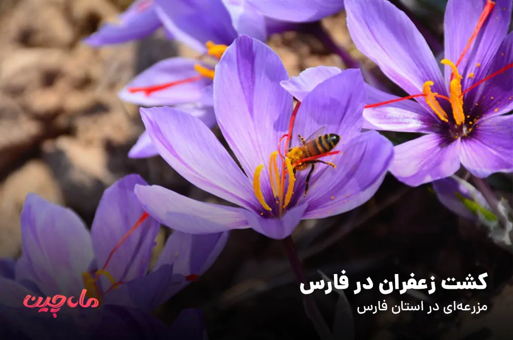 کشت زعفران در فارس