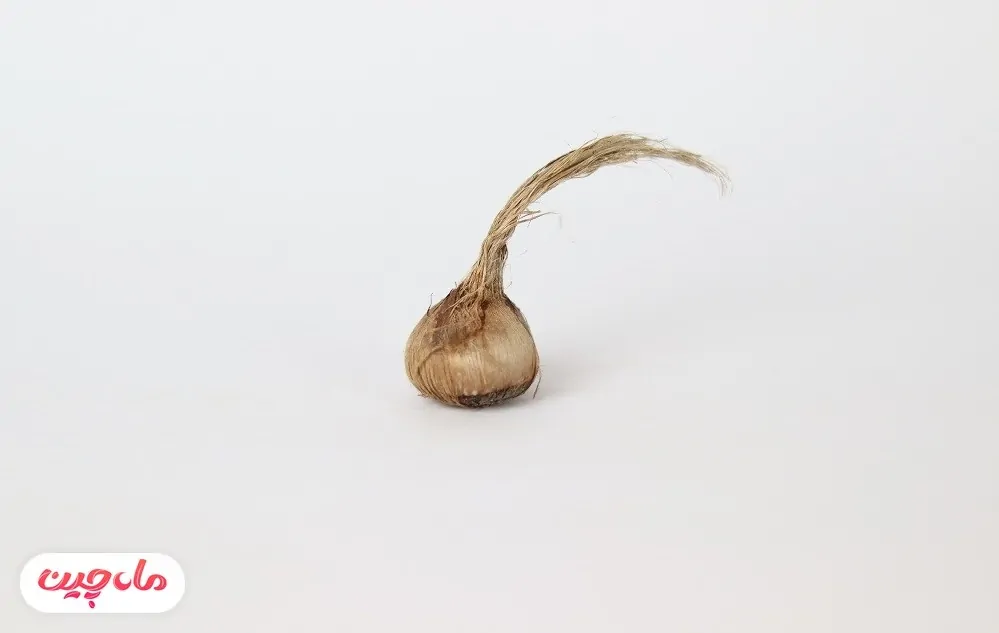 پیاز زعفران مرغوب