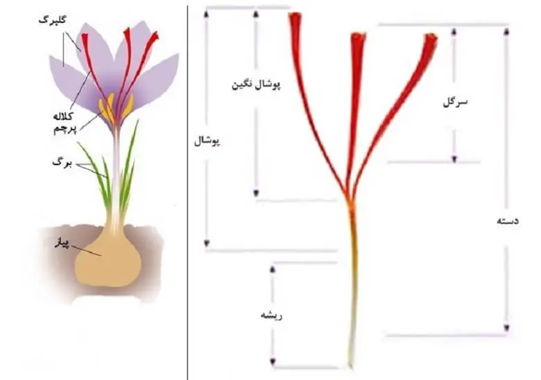 اجزای گل زعفران :گلبرگ ، کلاله ، ساقه، پیاز زعفران 