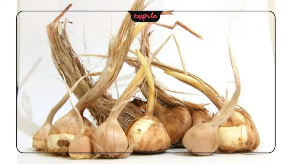 درشت کردن پیاز زعفران