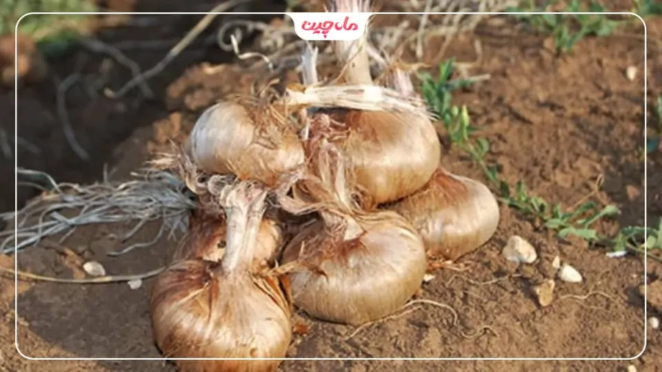 درشت کردن پیاز زعفران