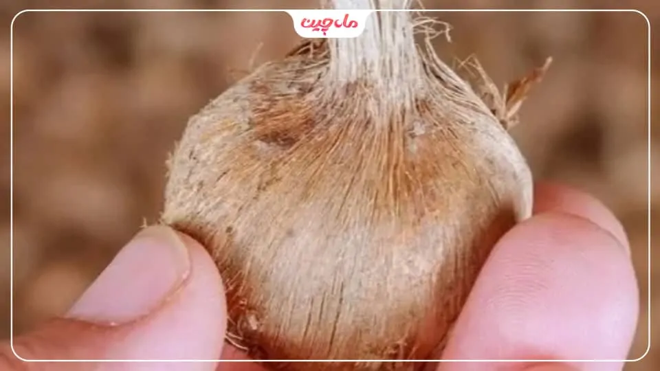 نقش پوشال در اطراف پیاز زعفران