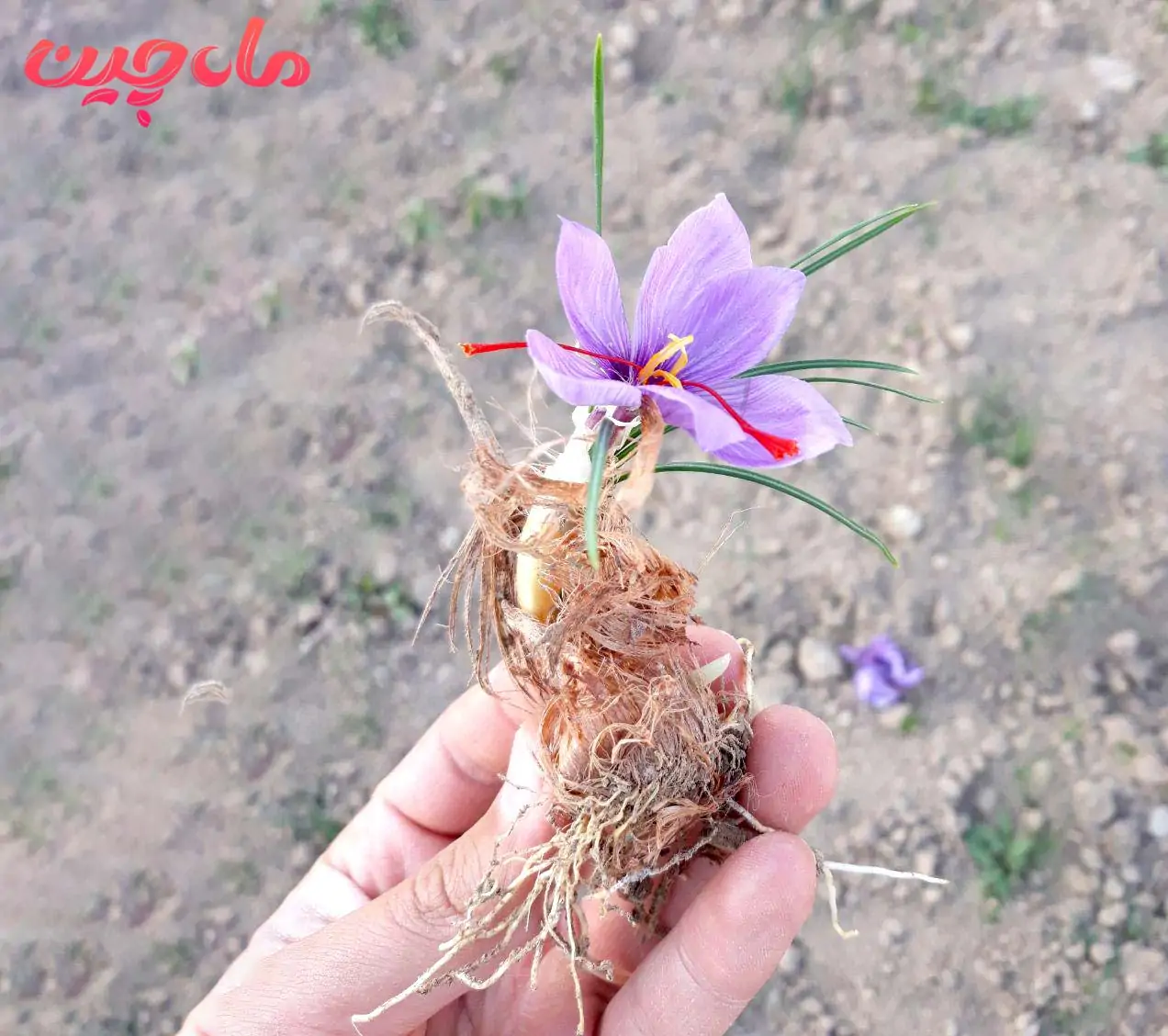کم گل دادن پیاز زعفران