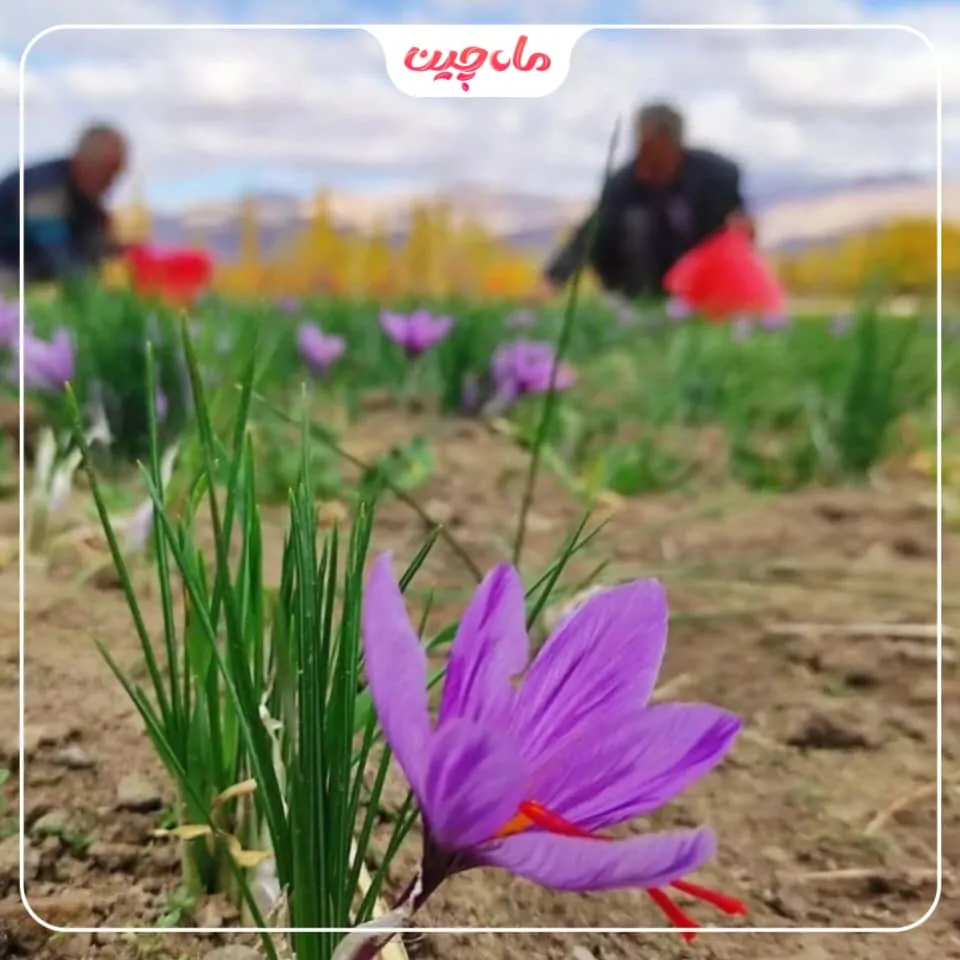 زعفران در سال چند بار گل می‌دهد؟