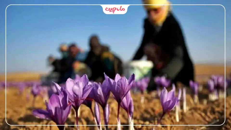 کشت زعفران در شمال کشور