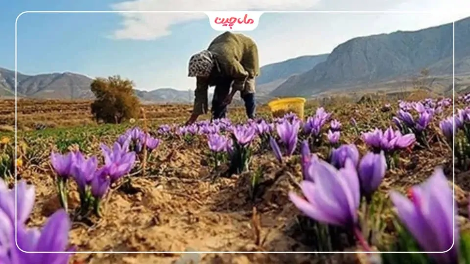 کشت زعفران در شمال کشور
