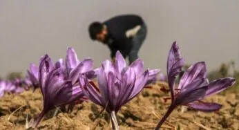 طرح کسب و کار کاشت زعفران