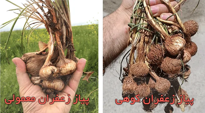 جوقاسم یا زعفران وحشی چه شکلی است؟