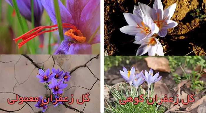 گل زعفران وحشی چه شکلی است؟