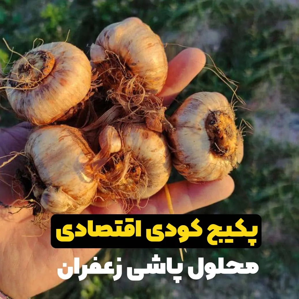 پکیج کودی محلول پاشی زعفران