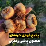 پکیج کودی حرفه ای محلول‌پاشی برای زعفران ۶ مرحله‌ای