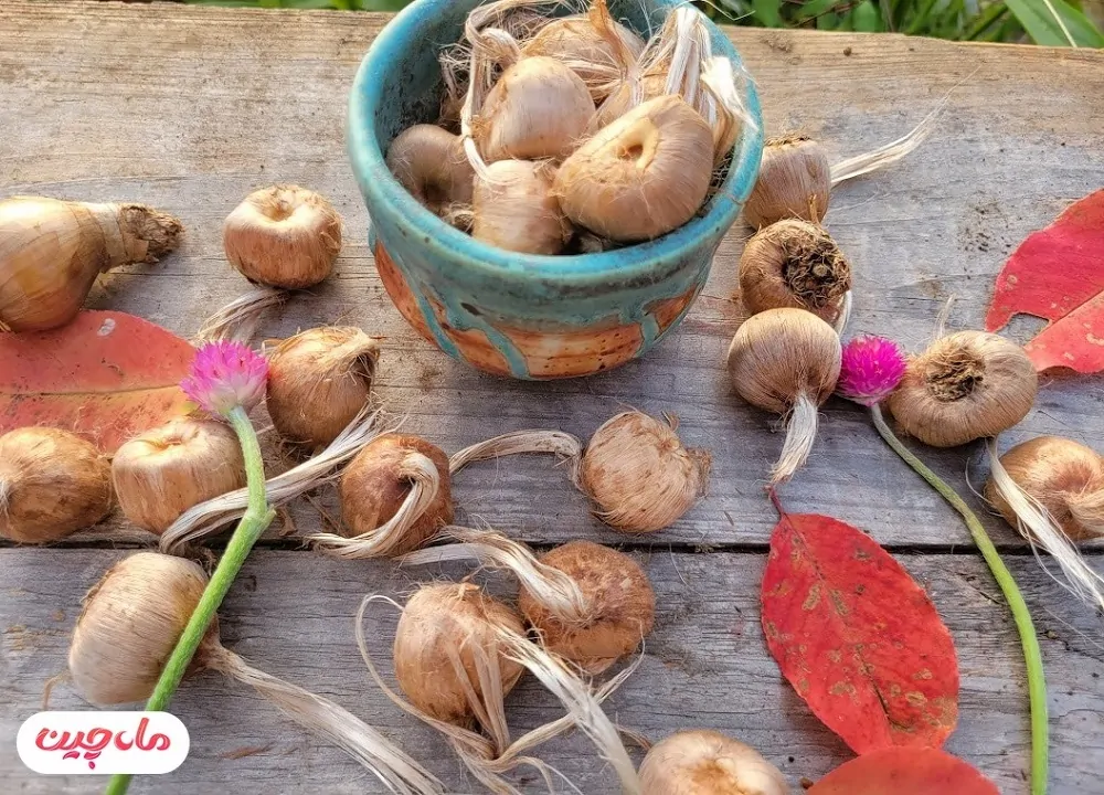 عکس زیبای پیاز زعفران