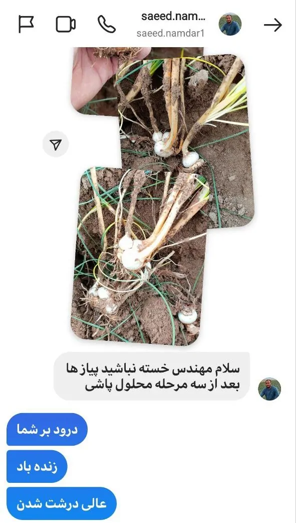کود محلول پاشی زعفران