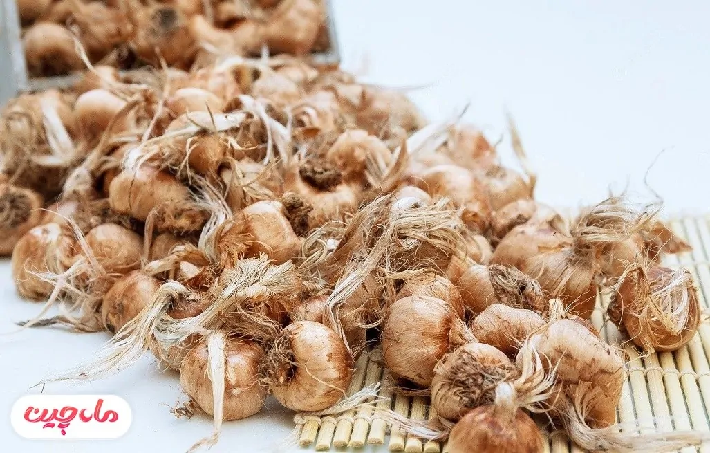 عکس واضح از پیاز زعفران