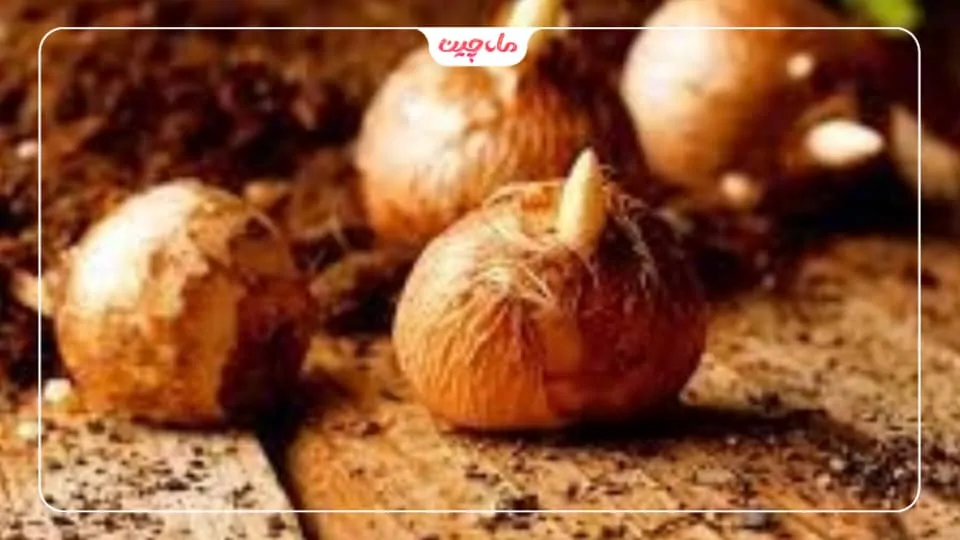 انبار کردن پیاز زعفران