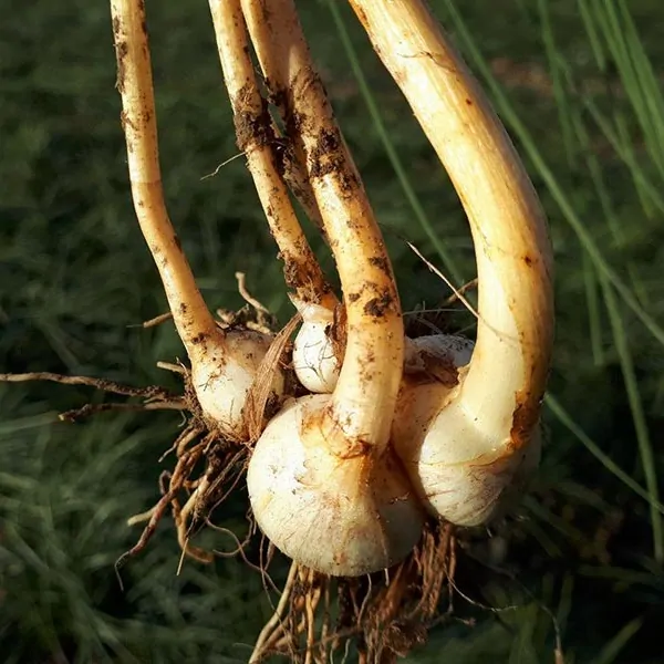 راهکار های پیشگیری و کنترل پوسیدگی پیاز زعفران