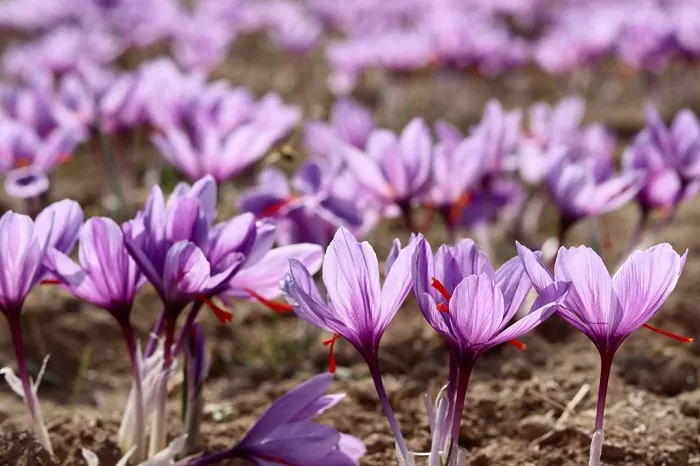 کشور‌های تولید‌کننده زعفران 