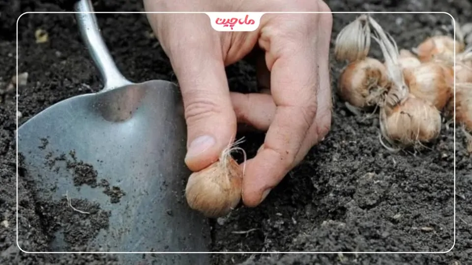 درصد خاک پیاز زعفران باید چگونه باشد؟