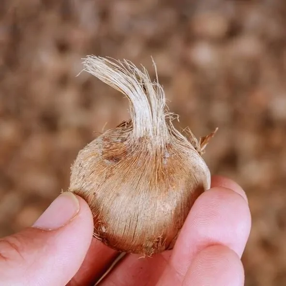 تهیه پیاز زعفران متناسب با آب و هوای مزرعه 