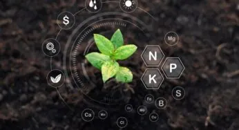 کود ۳۶ ۱۲ ۱۲ برای زعفران