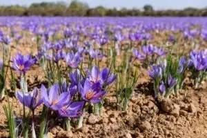 هر هزار متر چقدر زعفران میدهد
