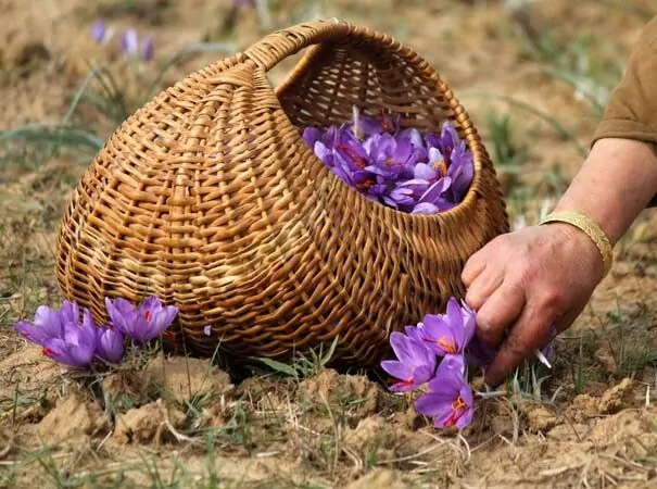 مقایسه هزینه ها و سود دهی در کشت سنتی و آرمانی زعفران: کدام روش به صرفه تر است؟