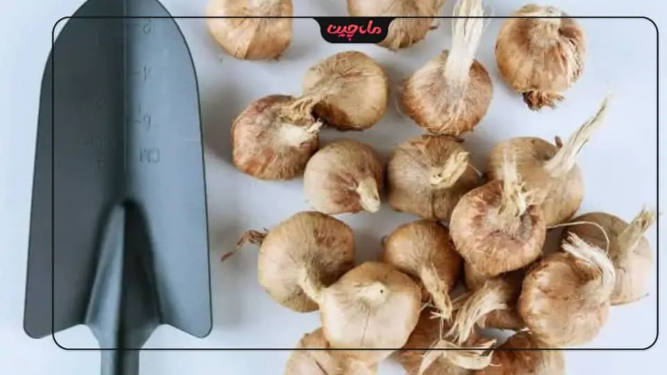 کاشت زعفران در البرز