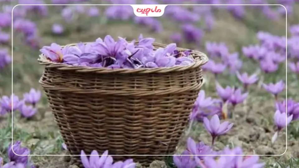 کشت زعفران در خراسان رضوی