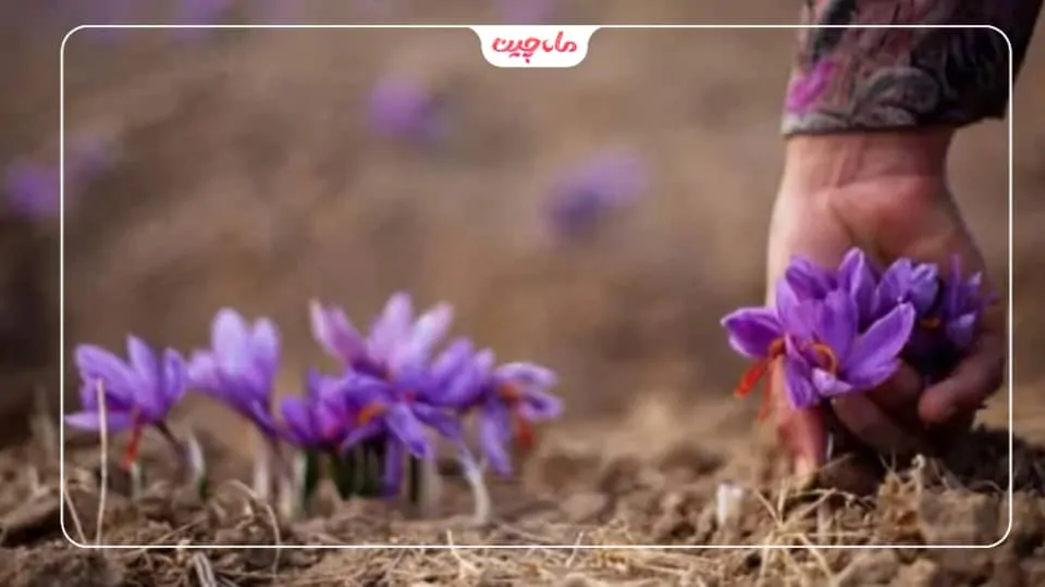 کشت زعفران در خراسان رضوی