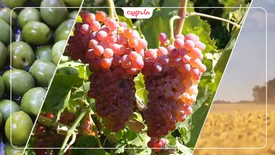 کشت زعفران در قزوین