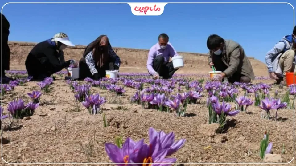 کشت زعفران در سمنان