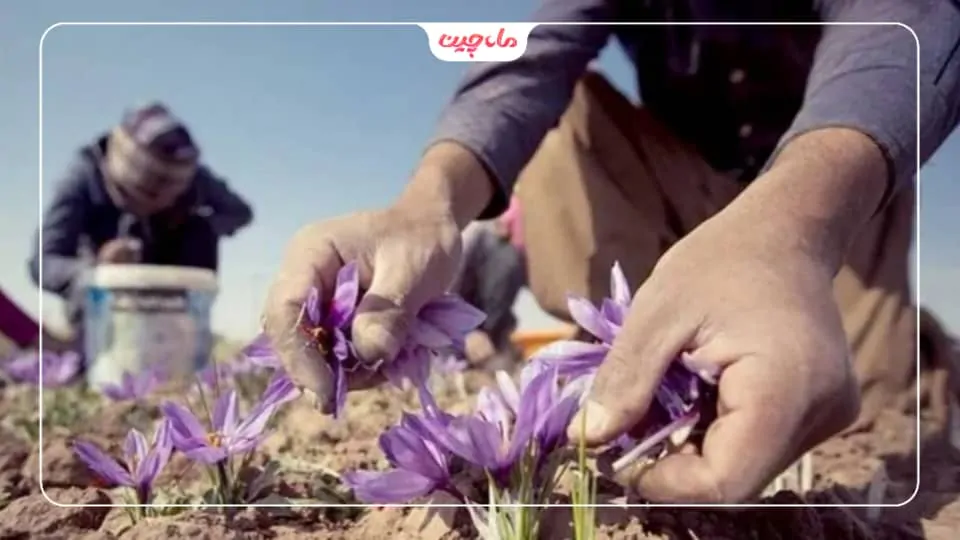 کشت زعفران در سمنان