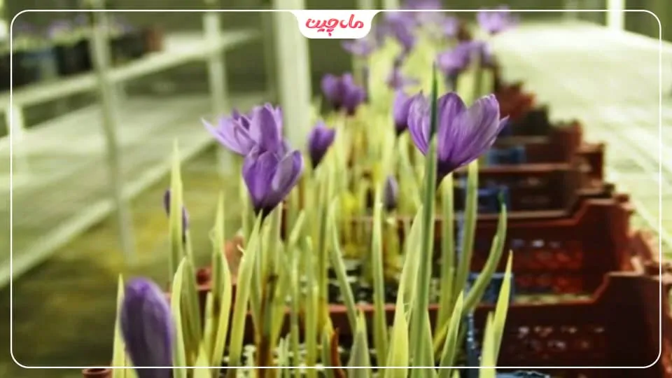 کشت زعفران در سمنان