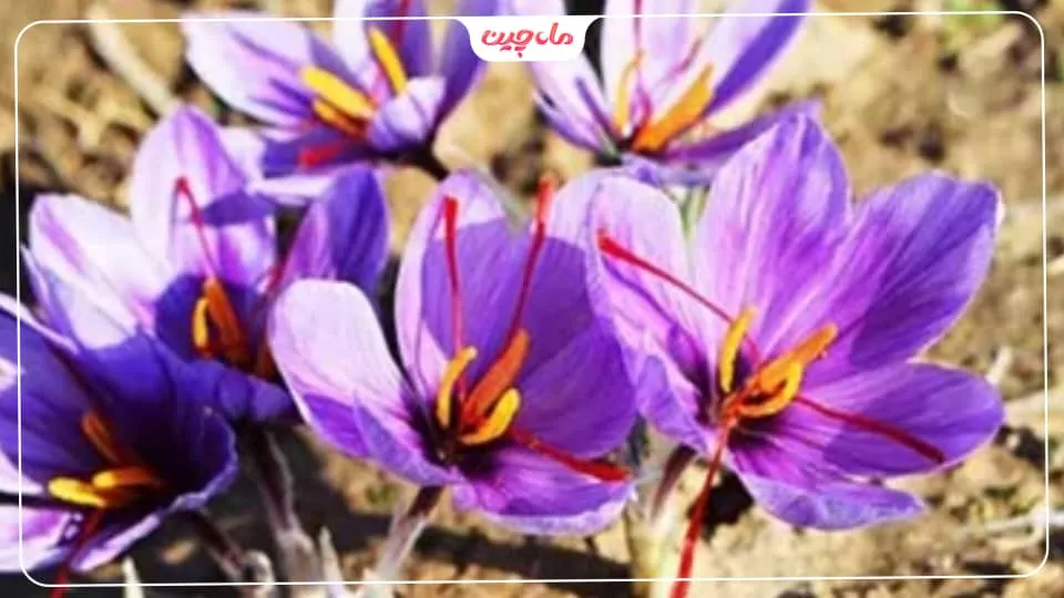 کشت زعفران در زنجان