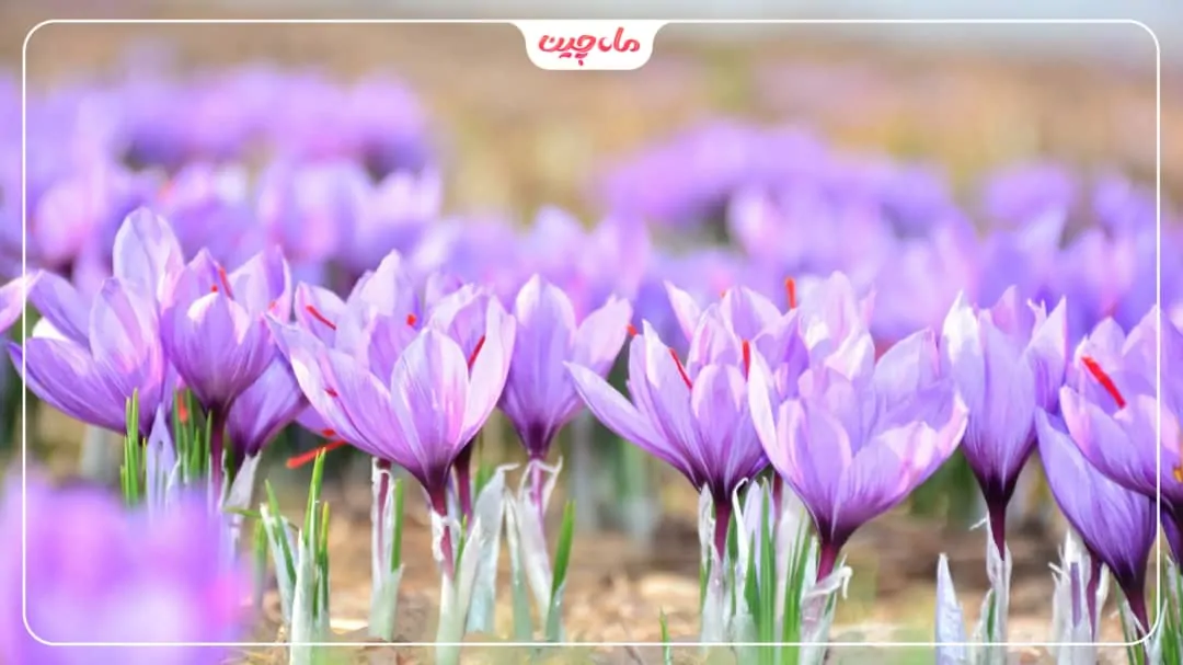 کشت زعفران در زنجان