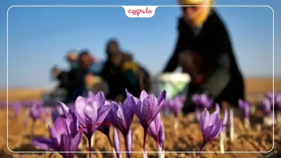 کشت زعفران در زنجان