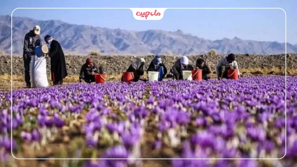 کشت زعفران در گلستان