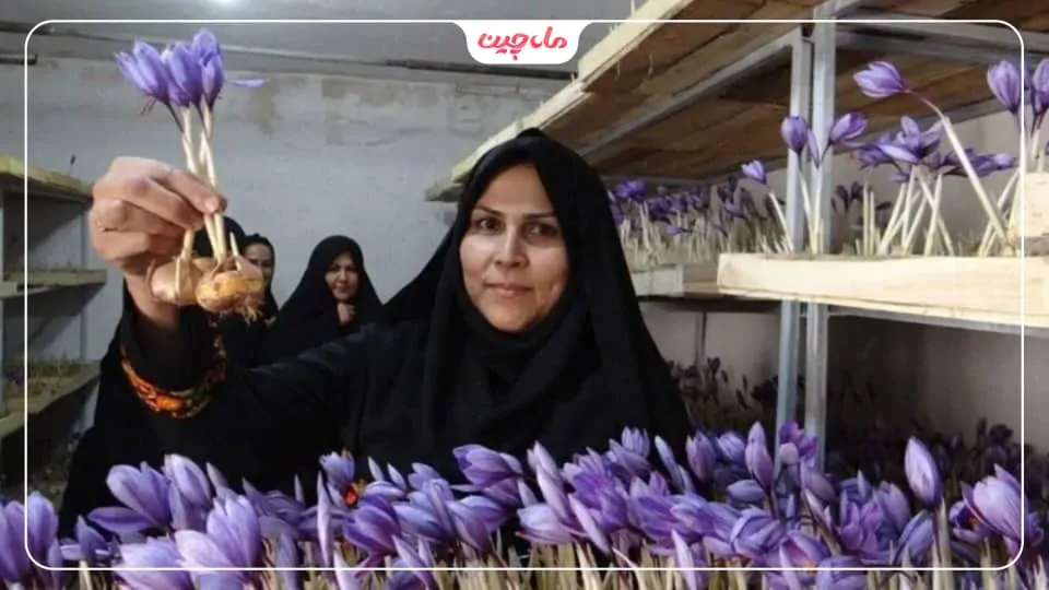 کشت زعفران در گلستان