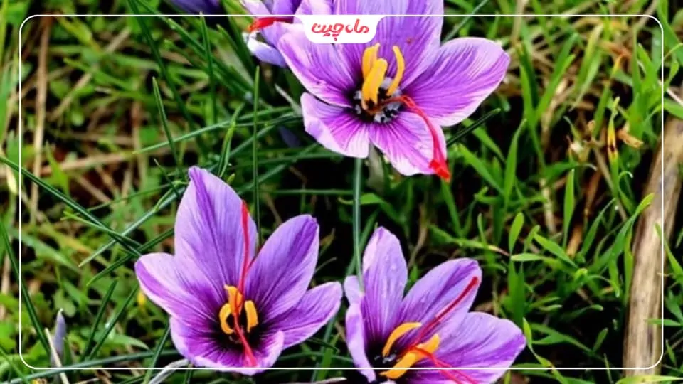 کشت زعفران در گلستان